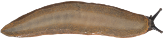 Arion vulgarisSPANSK SKOGSSNIGEL16,4 × 68,6 mm
